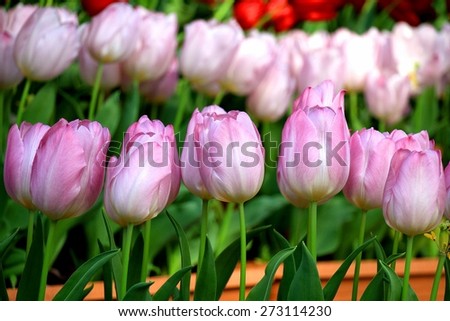 Tulip Flower, Beautiful bouquet of tulips. colorful tulips.