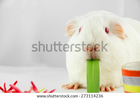 White guinea pig eating fresh grass, White Rat, Laboratory animals. Funny animal.