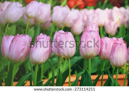 Tulip Flower, Beautiful bouquet of tulips. colorful tulips. (Soft Light And Color Process)