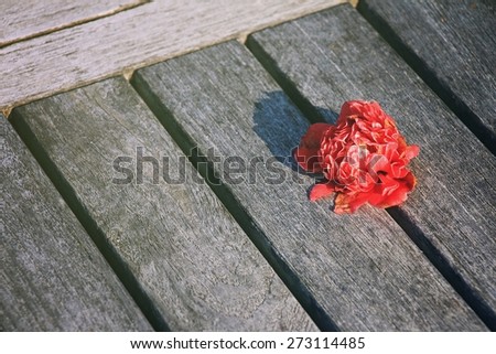 Red Flower fallen on wooden floor, Alone Flower. (Soft Light And Color Process)
