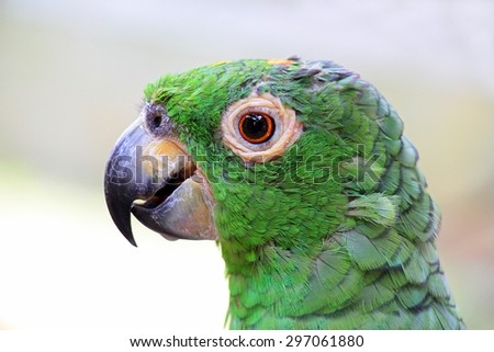 Close up green parrot face. Green Bird Face.
