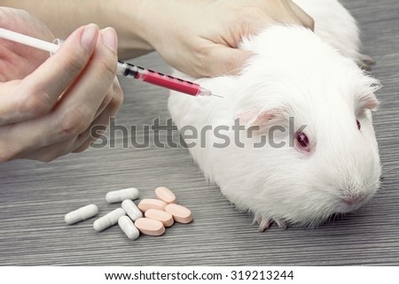Vaccine test on laboratory mouse, applied by injection, Testing drugs and vaccine on a mouse, Laboratory animals, Animal Inoculation, guinea pig. (Vintage Style Color)