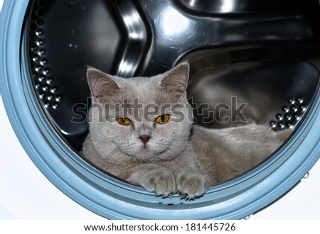 Cute funny british cat in washing machine