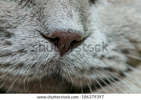 Funny cute nose of british cat