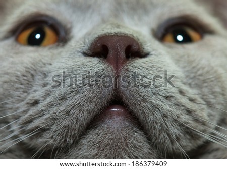 Funny big nose of british cat