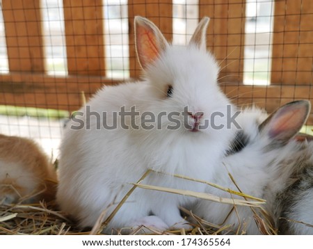 Young white rabbit in the cage.