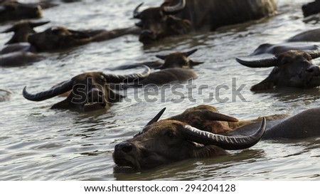 Swamp Buffaloes on a water