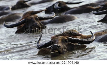 Swamp Buffaloes on a water