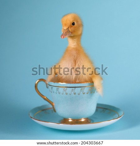 Fluffy duckling sitting in a vintage blue tea cup against a plain blue backdrop