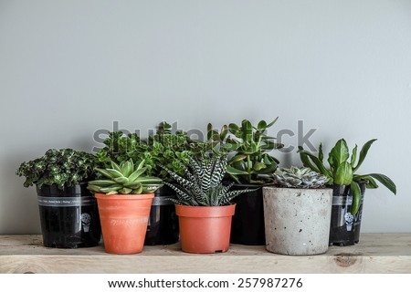 lots of succulent plants indoors