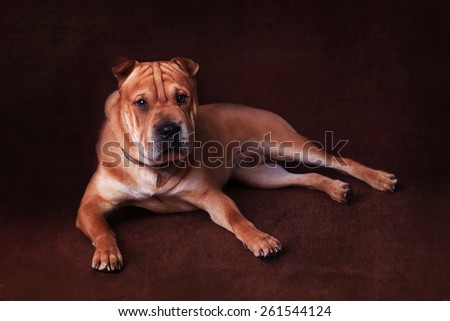 Wrinkly faced pale brown mongrel dog laying down on dark backdrop
