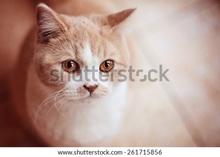 ginger and white cat with amber eyes close up