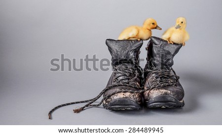 Two fluffy ducklings sitting in mens\' leather work boots on a plain grey backdrop