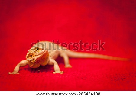 bearded dragon on red textured background. Very shallow depth of field and noise filter added for artistic effect.