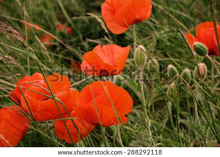 Poppies swaying in a field. Medium close up with shallow depth of field.