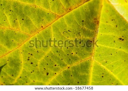 leaf cell macro structure