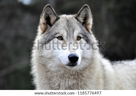 SIRIUS - FEMALE WOLF DOG