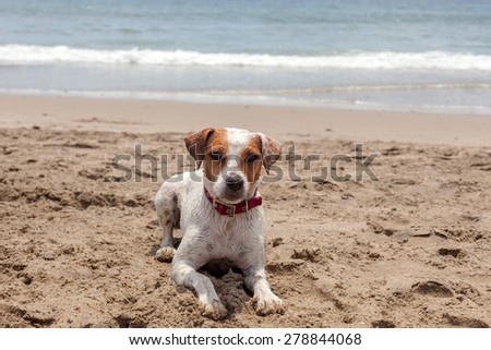 Jack Russell Terrier Stand On Hot Sand At The Pacific Ocean