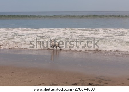 Jack Russell Terrier Searching A Ball In Pacific Ocean Waves