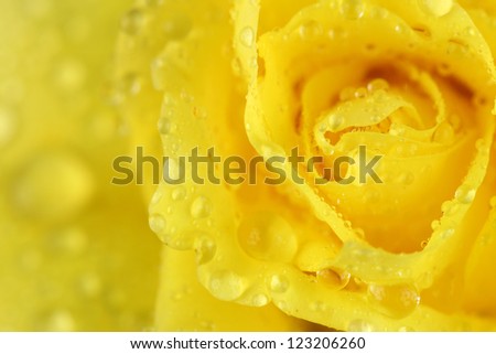 marco image of a yellow rose with droplets on petals