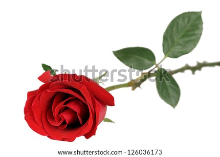 a dark red rose on green stem with foliage