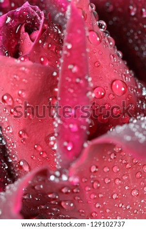 Macro image of a dark red rose with drew drops