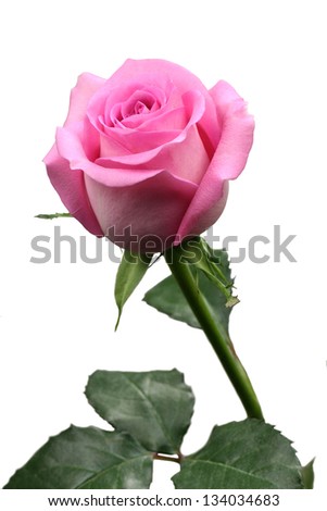 a pink rose blossom on green stem with foliage
