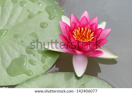 a red water lily blossom on water with green foliage