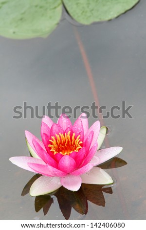 a red water lily blossom on water with green foliage