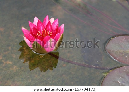 a red water lily blossom on water with its stem stretched out from reddish green foliage floating on water surface