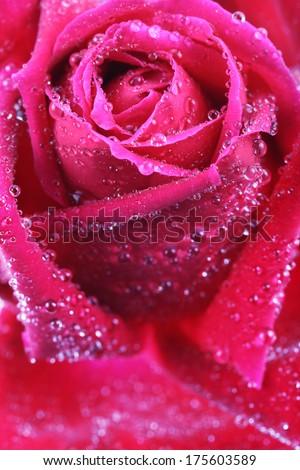 Macro image of a dark red rose with drew drops