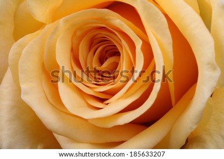 marco image of a yellow rose