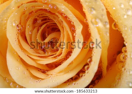 marco image of a yellow rose with droplets on petals