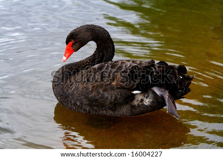 black swan standing with one foot in water