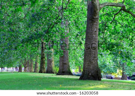 Wooded grass