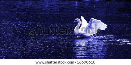 flapping swan in blue tune