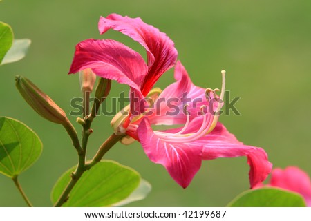 stock photo : Hong Kong Orchid flower in blossom