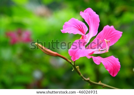 stock photo : a Hong Kong orchid flower and bud