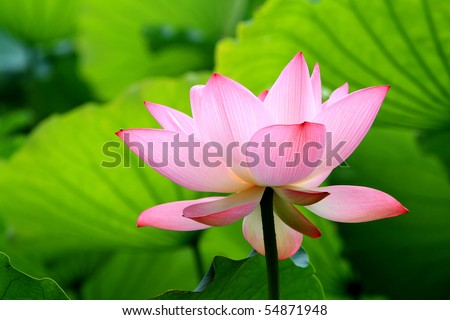 stock photo a pink lotus flower blossom among green foliage