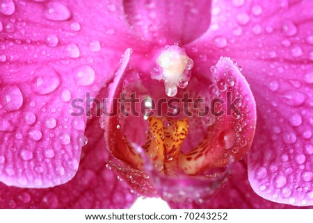 Marco image of an orchid flower with drew drops