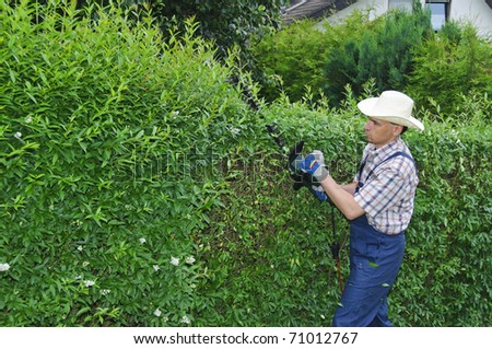 Adult man (gardener) in the blue overalls and straw hat cutting hedge with a electric hedge cutter