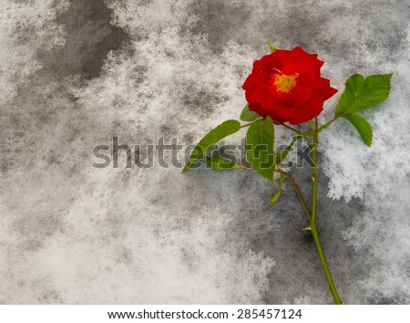Condolence card with red rose