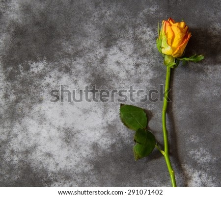 Condolence card with rose