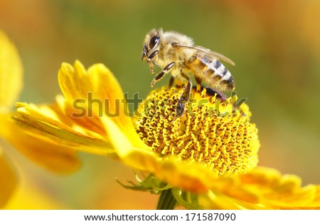 Bee On A Garden'S Flower/Bee On A Yellow Helenium Flower