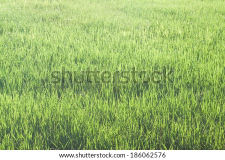 Green grass freshness outdoor environment