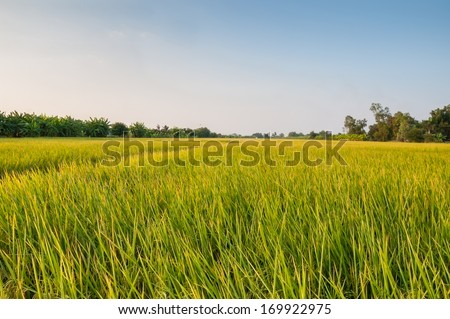 rice is the staple food of the Thai people and when the rice is yellow before harvests are beautiful.