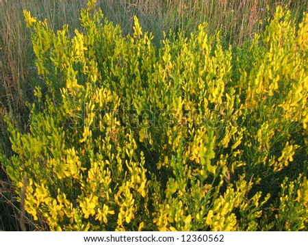 Yellow bush plant standing in field among grass while sunset paints it