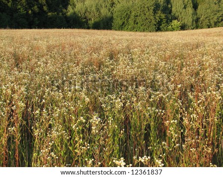 Summer field of blossoming grass white and green yellow brown and line of green forest beneath