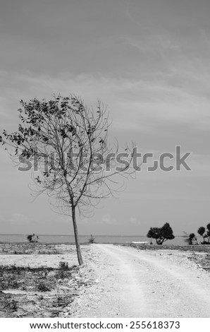 Tree on nobody beach (Black and white)