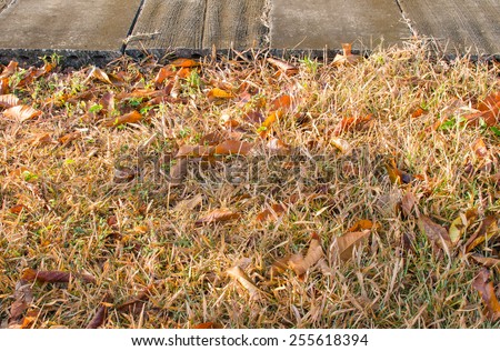 Dry leaf on dry grass with cement floor